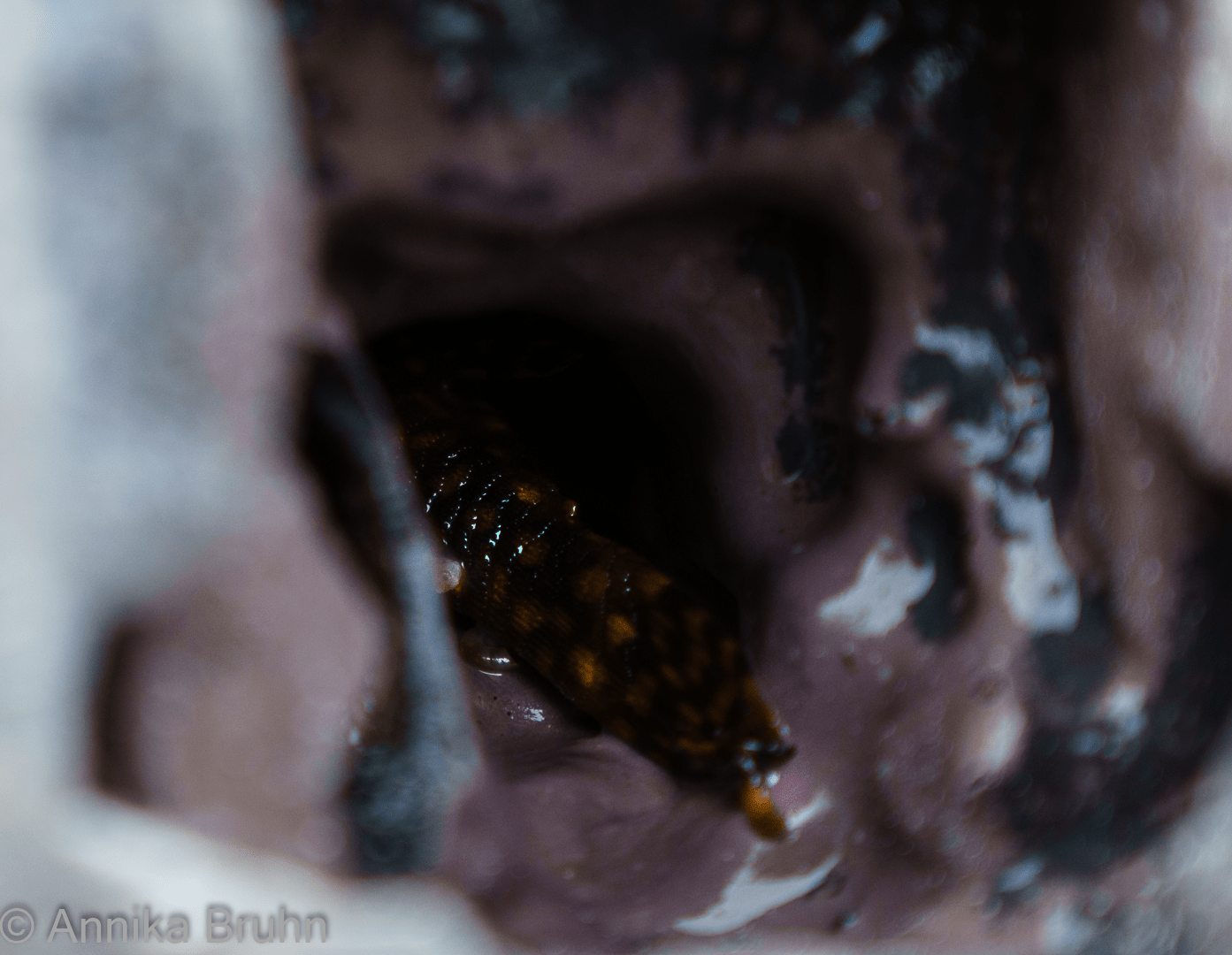 Saugi lässt einfach nicht los!